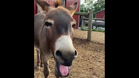 Donkey Gang enter the City, people's are shocked