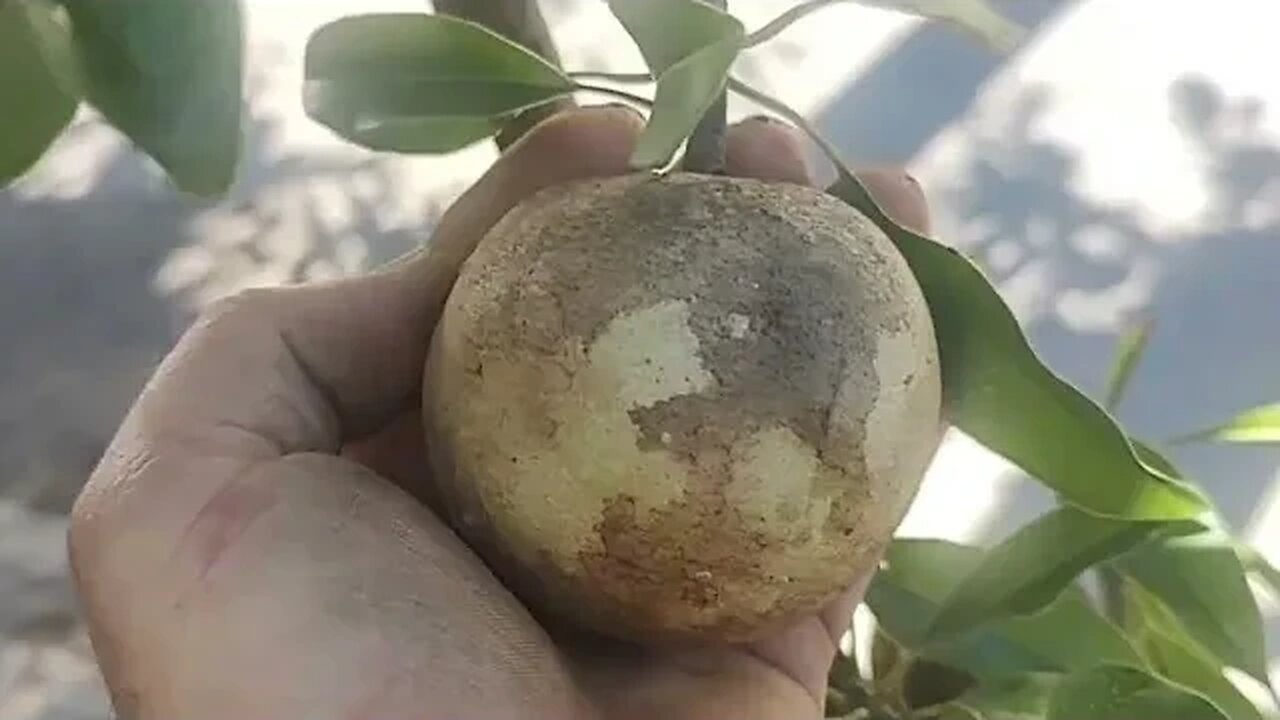 frutíferas produzindo em vaso sapoti rambutam Nectarina estamos enviando para todo o Brasil 🇧🇷...