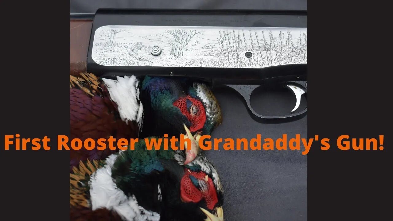 First Rooster Pheasant with Grandaddy's Gun