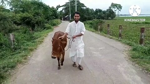 beautiful cow