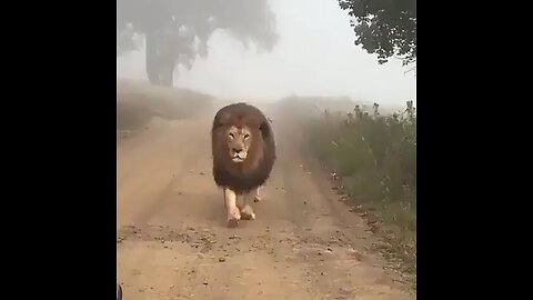 King in the mist.