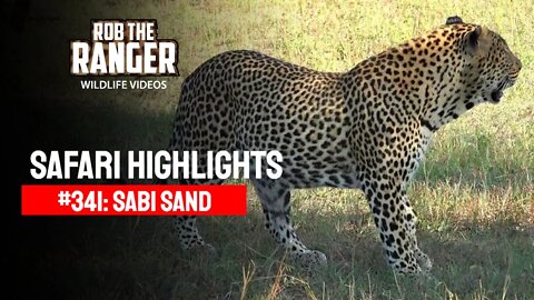 Safari Highlights #341: 03 - 05 May 2015 | Sabi Sand Nature Reserve | Latest Wildlife Sightings