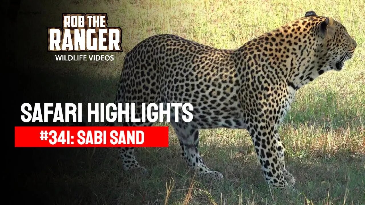 Safari Highlights #341: 03 - 05 May 2015 | Sabi Sand Nature Reserve | Latest Wildlife Sightings