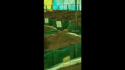 Varmicompost natural cow Dunk for green garden plants house vegetable garden