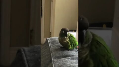 My bird attempting to eat a feather