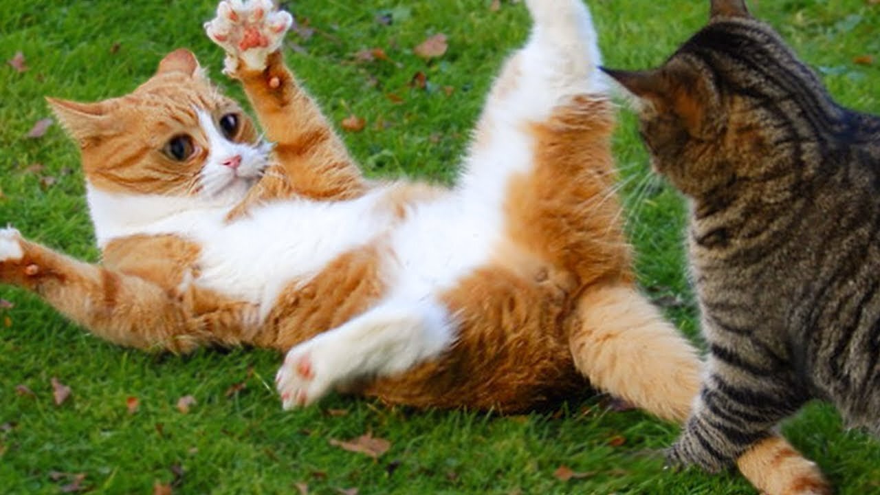 Funny And Cute Cat'S Life (part 1) Cats And Owners Are The Best Friends Videos
