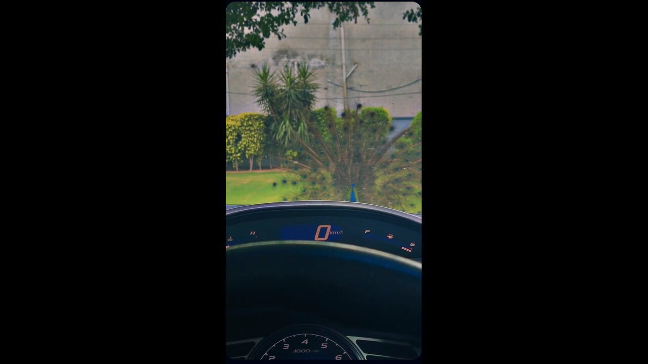 Beautiful Peacock Dancing infront of car