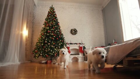 puppies playing at Christmas tree