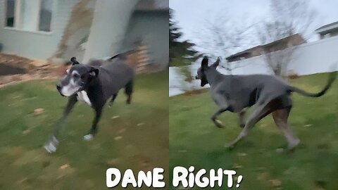 Great Danes Run in the Rain