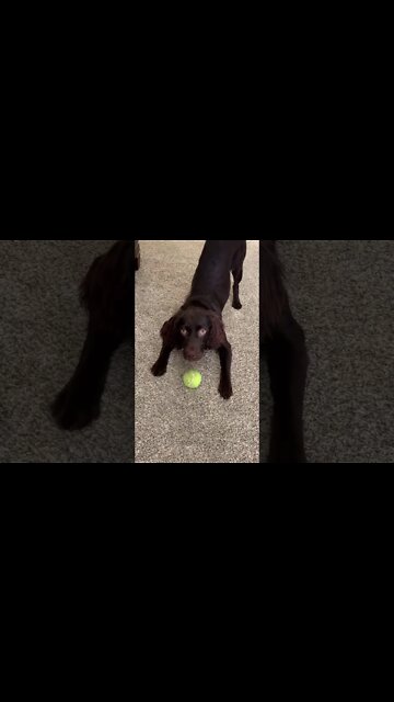 Teaching Boykin Spaniel to Catch a Ball |#shorts