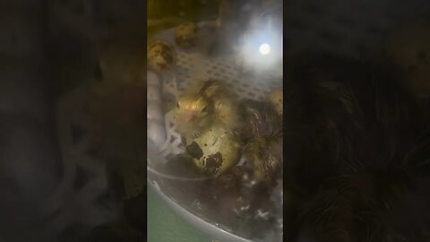 Baby Quail hatching and dancing #quail