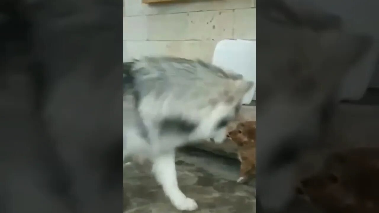 2022 Cutest Dog and Puppy of the Year Nominee #2