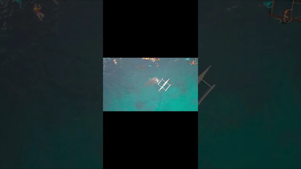 Feeding a Whale Shark From a Boat #shorts