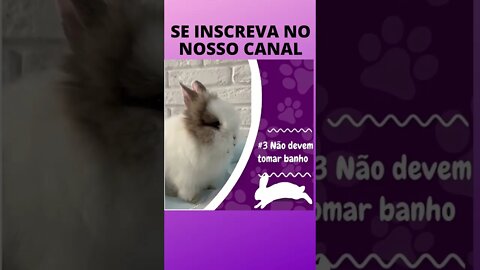 5 Curiosidades sobre os coelhos que você não sabia!! VEJA ISSO!😍😱 #shorts