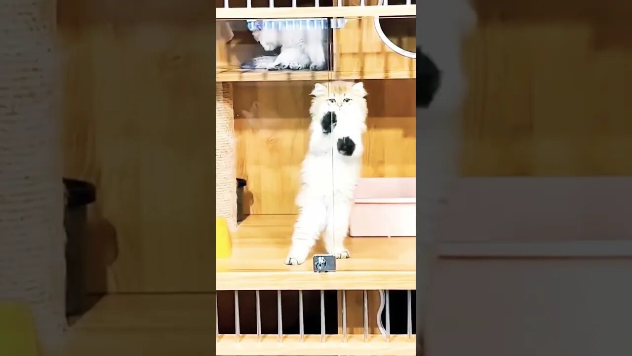 Cat Video Cat Lover #cat #shorts #funny