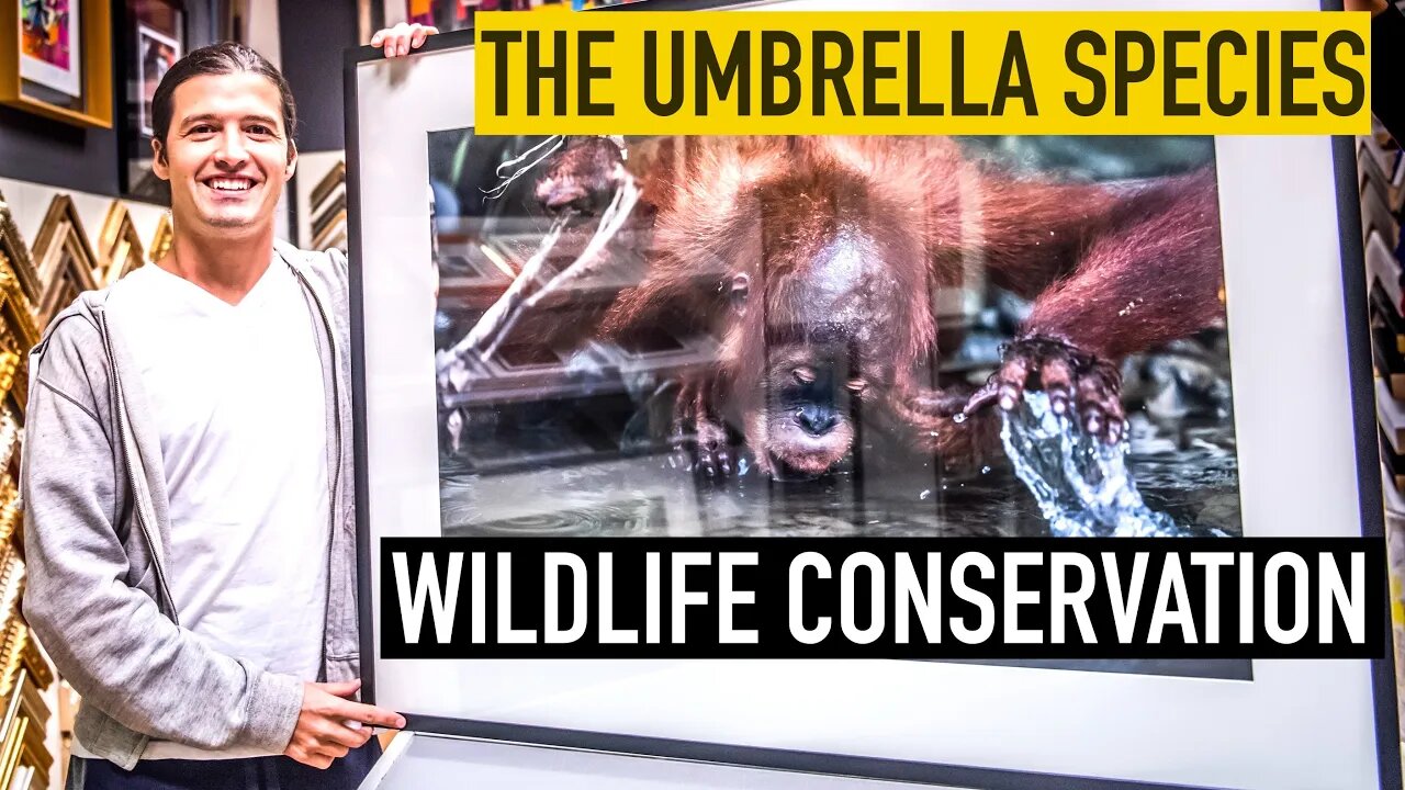 The Umbrella Species in Wildlife Conservation | Alex Beldi