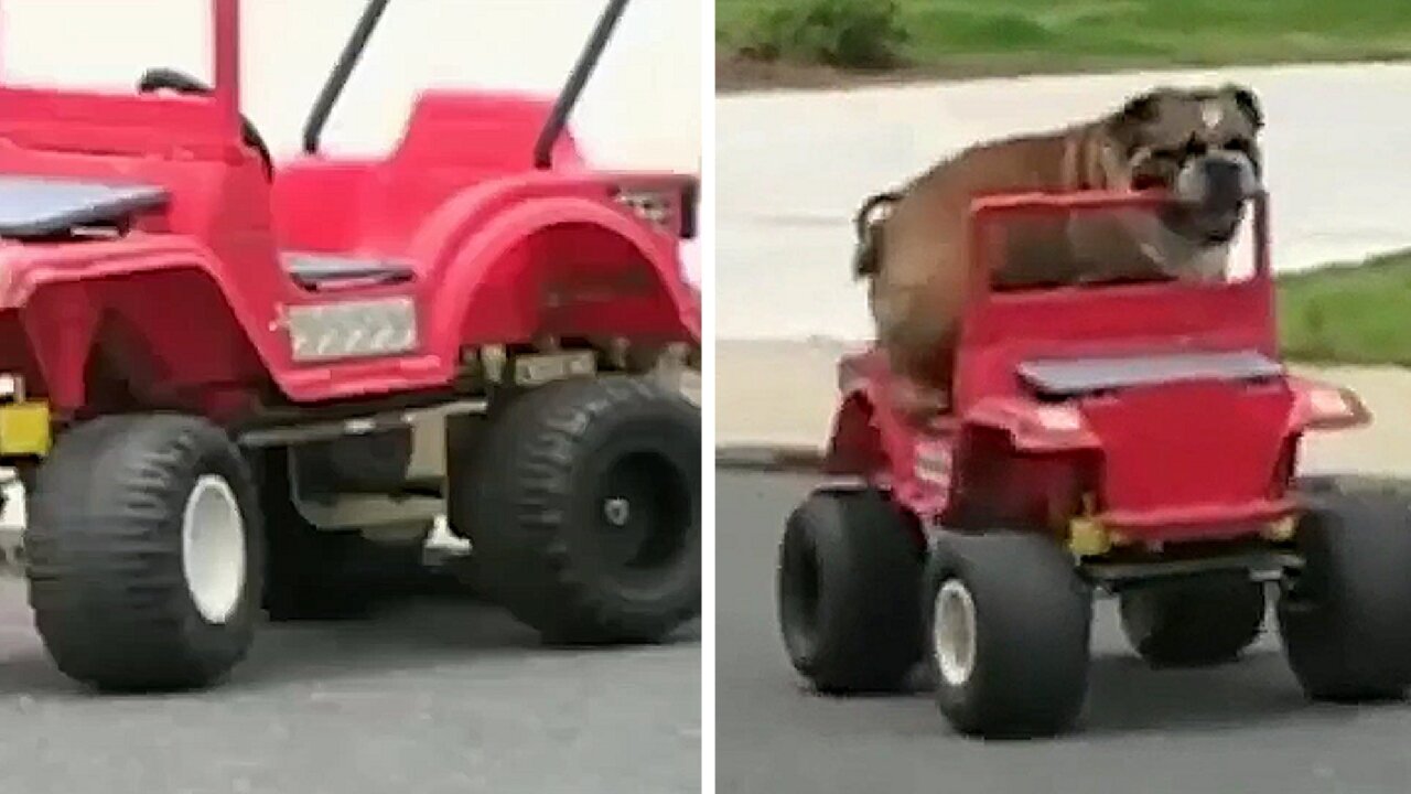 Bulldog driving a motorized cart