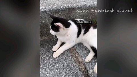 Funny animals video