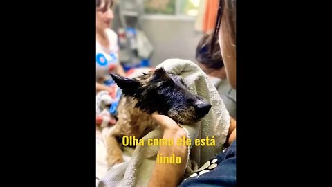 antes e depois desse cachorro está lindo depois do resgate