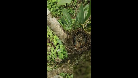 beautiful bird baby