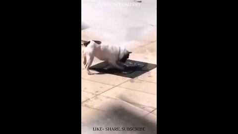 🤩 Cute and Funny Dog Videos @Shorts _ Try not to laugh _ Funny Pet Gallery_Full-HD
