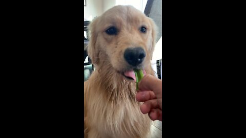 Golden Retriever vs. Peapod