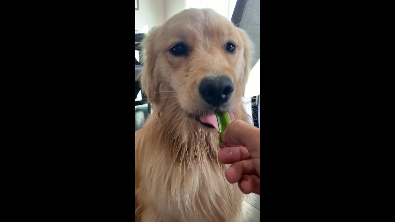 Golden Retriever vs. Peapod