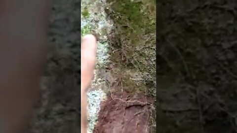 Parte 2 A procura das antigas minas de caulim