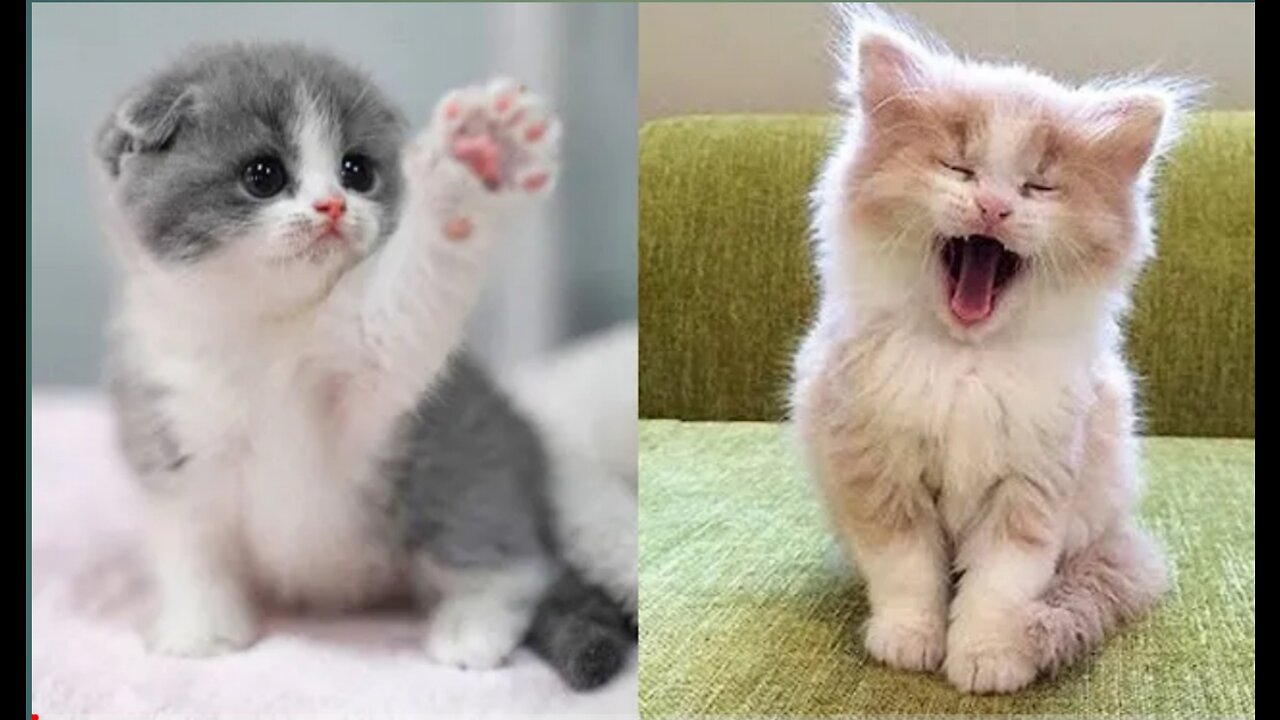 Soo cute catss😍
