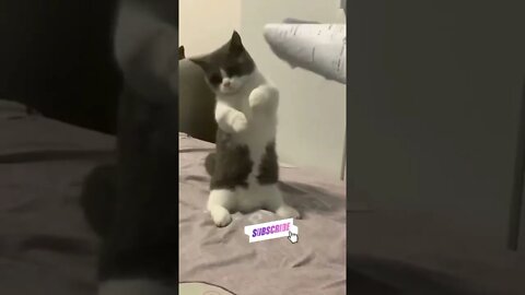 funny cat videos | cute cat videos| cute animals funny cats #shorts #shortsfunny #cutecat #funnycat