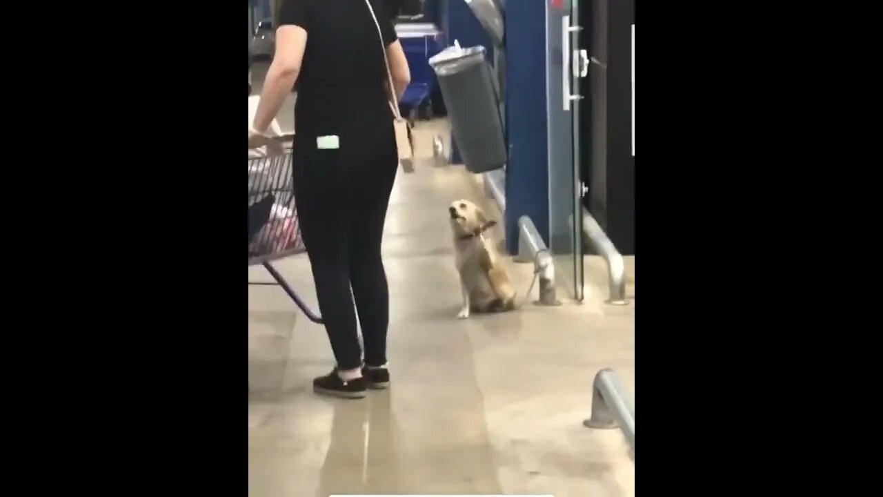 Dog greets patrons at the store