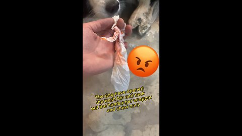 Teaching a dog🇨🇳 #dog #animal #pet #hamberger #eatingrubbish #anrac