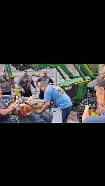 Firefighters rescue horse from pool in Florida