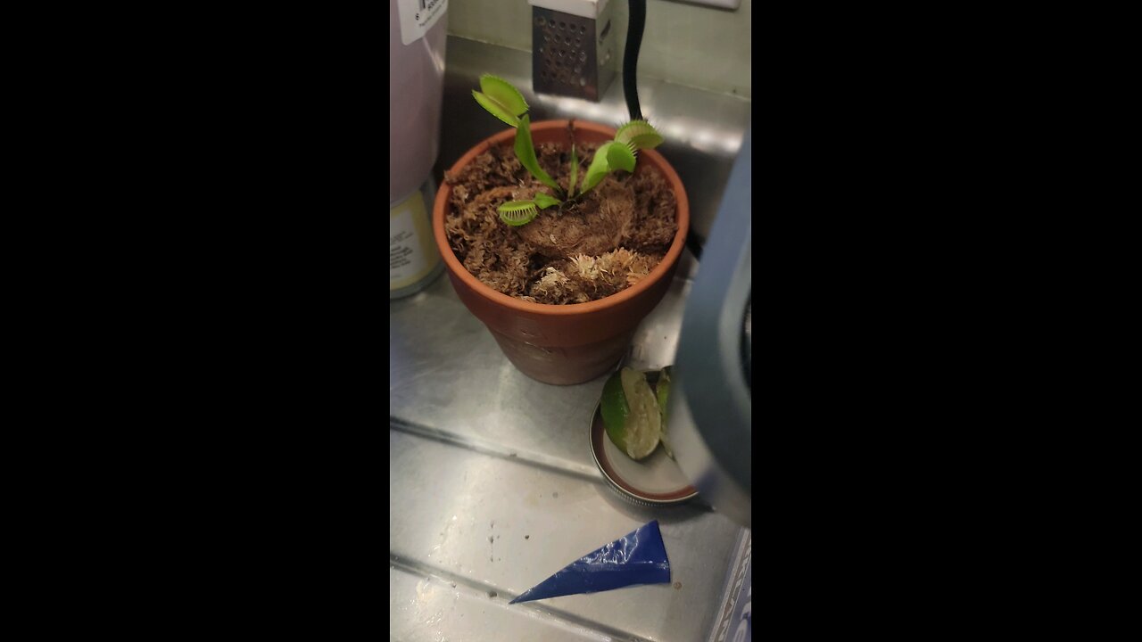 feeding Hannibal the Venus fly trap