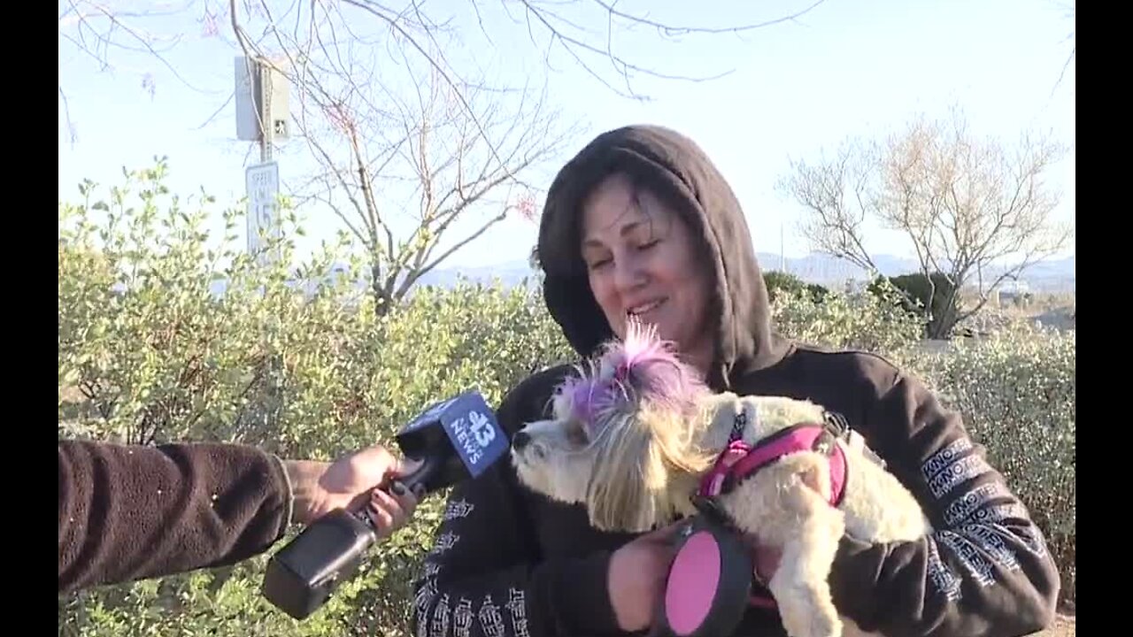 Dog owners still out despite high winds