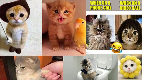 Baby Cats - Cute and Funny Cat Videos Compilation #01 - Aww Animals