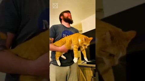 😂 SAINDO DO TÉDIO COM ELES #07 #viral #trandingbr #cats #cat #pets #pet #crazy #funny