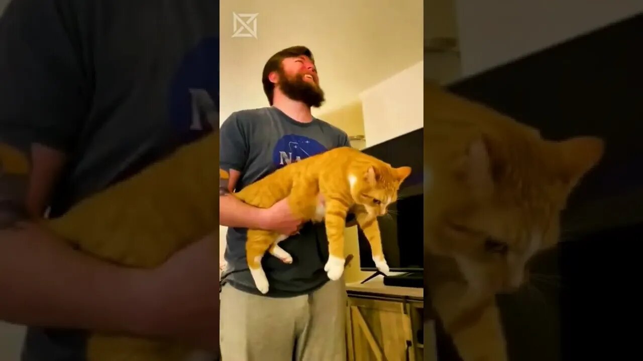😂 SAINDO DO TÉDIO COM ELES #07 #viral #trandingbr #cats #cat #pets #pet #crazy #funny
