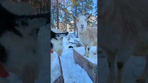 #shorts #goats