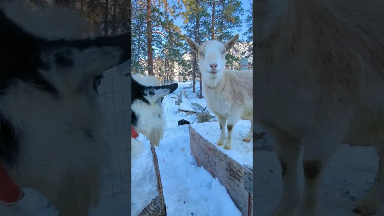 #shorts #goats