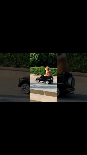 🐶Weeee Cães Gatos Fofos #shorts