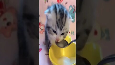 Most adorable kitten drinking milk #shorts #cat #cutecat #catlover