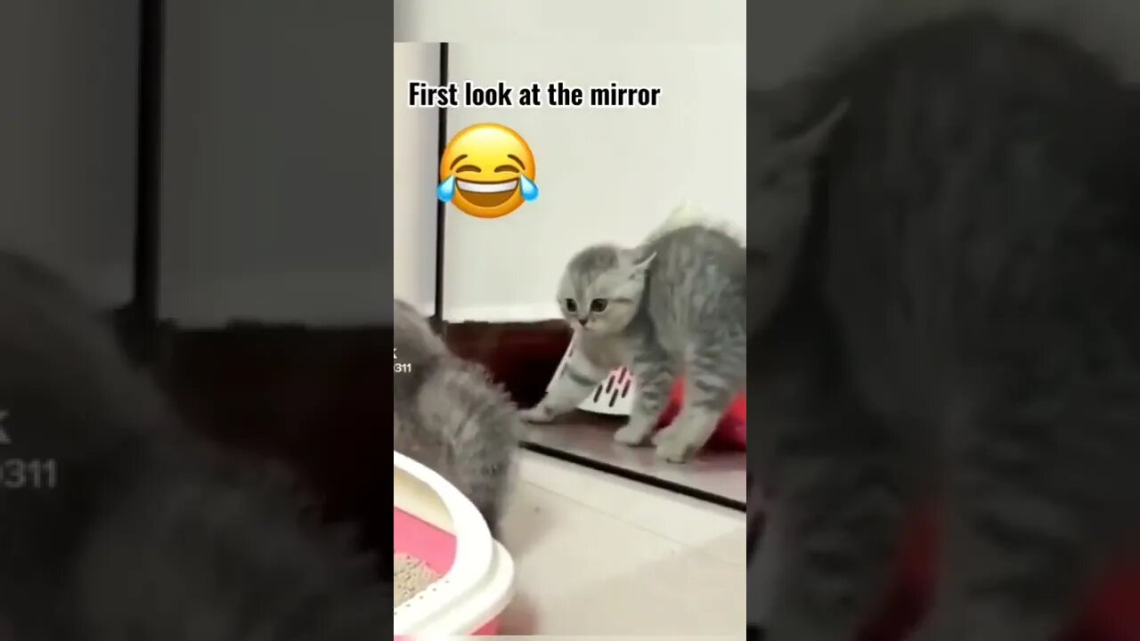 Cat reaction with own look🤣🤣
