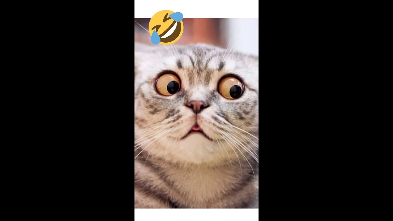 Funny Animal Videos 2022 😂 - Funniest Cats And Dogs Videos 😺