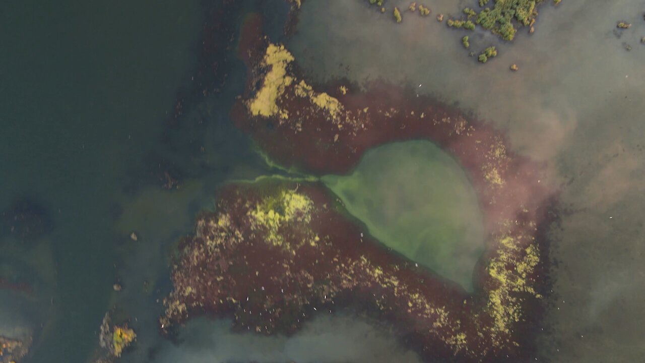 Beautiful View Of The Swamp To Make Life Interesting