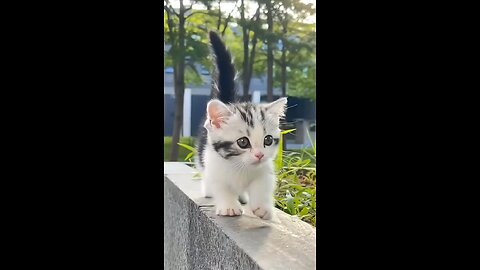 Cute cat