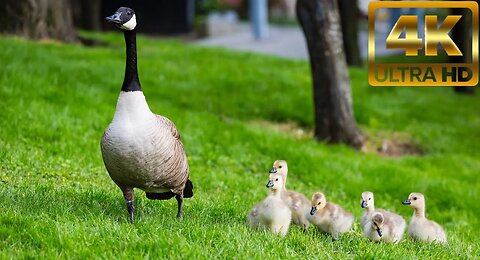 Best Funny Animals 2023 | Best Animal Video Of The Month | Funny Animal Video 2023 | Stress Release