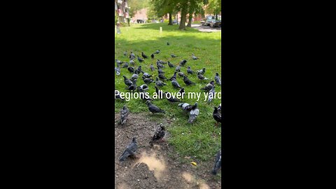 #pegions all over