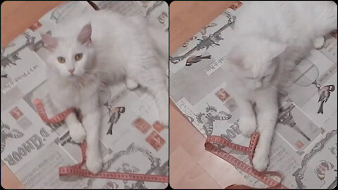 Maine Coon helps to glue the wallpaper