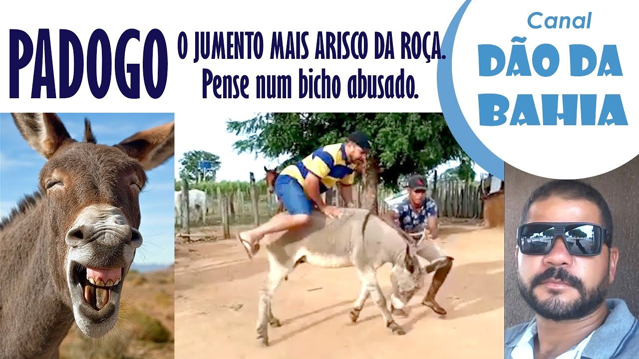 PADOGO O Jumento mais ARISCO da ROÇA do meu Pai.